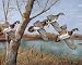 4 Duck Wild Geese Water Fowl Western Hunting Art Prints 16x20 Inches