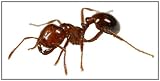 A Crash Course on How to Get Rid of Fire Ants