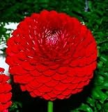 Cornell Giant Ball Dahlia, 1Tuber - Fiery Red ! - B000OZSD00