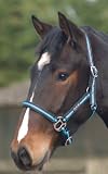 picture of Cottage Craft Comfy Web Headcollar