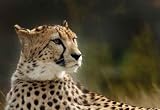 Beautiful Cheetah - 18"W x 12"H - Peel and Stick Wall Decal by Wallmonkeys