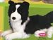 Betsy Border Collie 19