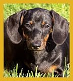 Dachshund - Teri Bookmark