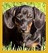  - Dachshund - Teri Bookmark