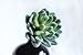 6 artificial succulent plants, Dudleya Artificial by StarPlants