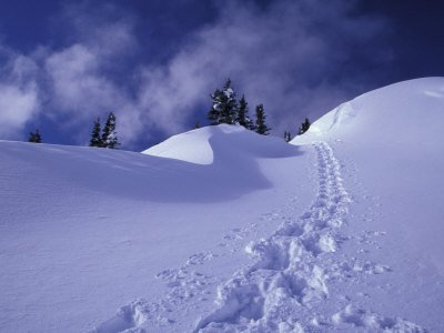 Snow Shoe Trail, Mt. Rainier National Park, Washington, USA Photographic Poster Print by Jamie & Judy Wild, 24x32