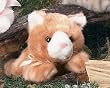 Tiger Jr.