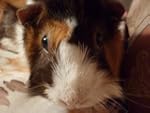 The Guinea Pig
