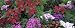 Close-up of Christmas Flowers, Botanical Gardens, Niagara Falls, Ontario, Canada Photographic Poster Print by Panoramic Images , 8x24 Close-up of Christmas Flowers, Botanical Gardens, Niagara Falls, Ontario, Canada Photographic Poster Print by Panoramic Images , 8x24