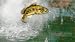 41oa9dUhF4L. SL75  Buy  Rapala Pro Bass Fishing 2010