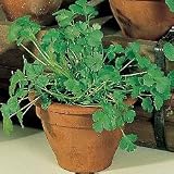 Organic Seeds - Organic Cilantro Longstanding