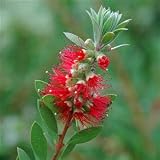 Review Longacres  / Callistemon laevis 3L