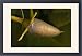 Framed Prints of ROG-12157 Red mangrove - in fruit, this develops and germinates on the tree, from Ardea Wildlife Pets