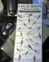 Local Birds of Marin County
