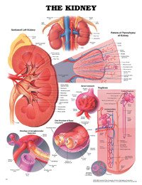 Anatomical Chart Company 1587791714 Chart Kidney Lam Fl 20X26 EA