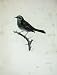 1908 Hedge Sparrow Accentor Modularis Adult Male Bird