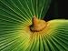 Detail of Frond of the Thrinax Radiata Palm Photographic Poster Print, 24x18