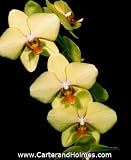 Phal Carolina Yellow Fantasy 