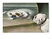 Bulldog Admires Its Reflection in a Distorting Mirror, English Bulldog Giclee Art Poster Print, 24x18