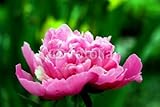 IMAGE OF Wallmonkeys Peel and Stick Wall Decals - Peony - 48