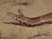 The Head, Eye, Snout and Mouth of a Rare Burtons Legless Lizard, Australia Photograph...