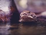 Close View of a King Cobra Artists Photographic Poster Print, 18x24