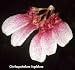 Cirrhopetalum lepidum 240