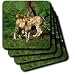Search : Cheetah - Set Of 4 Coasters - Soft