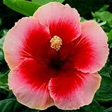 FES Quintessentials Flower Essences Services Hibiscus 30ml Dosage