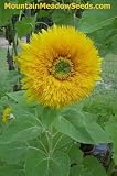 DWARF TEDDY BEAR SUNFLOWER 50 SEEDS