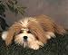 shih tzu - Plush Lou Rankin Annabelle Shih Tzu 15