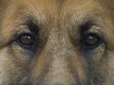German Shepherd Dog's Eyes Photographic Poster Print by David Edwards, 32x24