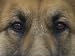 German Shepherd Dog's Eyes Photographic Poster Print by David Edwards, 16x12