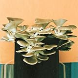 Oyster Mushroom Kit