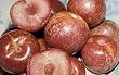 Dapple Dandy Pluot Tree -- 12 by 12 Inch Container