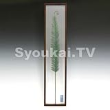 F-style ���[�t�p�l���EFern splay/ �t�@���X�v���C�@300x1380x45mm 3.4Kg