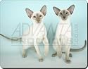 CUTE SIAMESE CAT GIFTS Mouse Mat