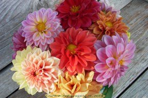 Dahlia Seeds