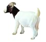 Boer She Goat by Schleich (handpainted replica)
