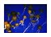 Aquatica: Jelly Migration poster print,26 in. x 18.7 in.