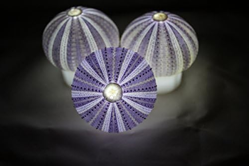 SeaThingz Flameless Candles - Sea Urchin for Indoor &amp; Outdoor Decorative Novelty Lighting - LED Battery Operated Tealight for Elegant Home Decor - Unique Nonstandard Shaped Candle Purple pack of 3