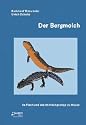 Der Bergmolch