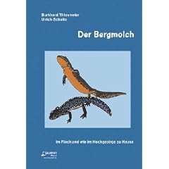 Der Bergmolch
