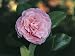 Close-Up of a Japanese Camellia Flower (Camellia Japonica) Photographic Poster Print by S. Montanari, 24x32