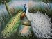 12X16 inch Animal Canvas Art Repro Perfect Peacock Couple