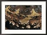 A close view of the jagged skin of a thorny devil lizard Framed Art Poster Print by Jason Edwards, 29x21