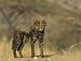 Cheetah Cub, Acinonyx Jubatus, Duesternbrook Private Game Reserve, Windhoek, Namibia, Africa Photographic Poster Print by Thorsten Milse, 32x24
