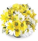 Daisy Flower