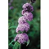 Butterfly Bush - Butterfly Bush 'Nanho Blue'