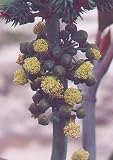 Yellow Impala Castor Bean 7 Seeds-Ricinus-Yellow Flower - FREE SHIPPING ON ADDITIONAL HIRTS SEEDS ORDERED & PAID WITH ONE PAYMENT!